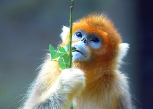 golden 1 - ~*~ Excellent Animal Photography ~*~