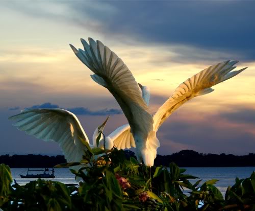 herons 1 - ~*~ Excellent Animal Photography ~*~