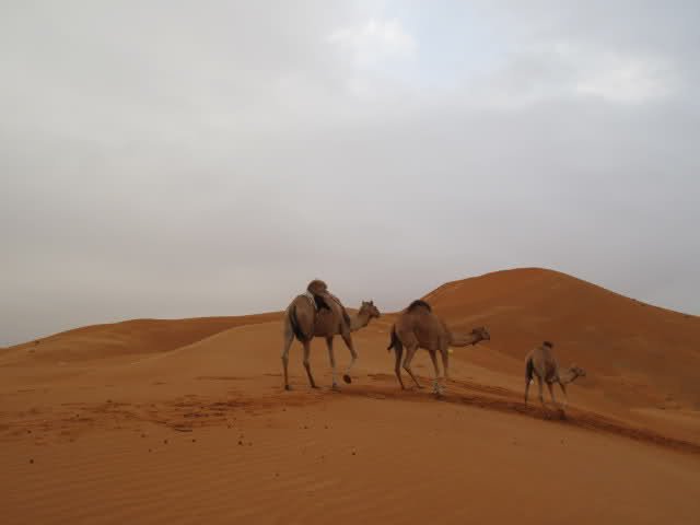 1zfidyt 1 - My Trip to Desert *Pictures*