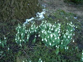 DSCN7696 1 - Signs of spring