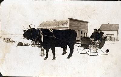 Oxen-1.jpg
