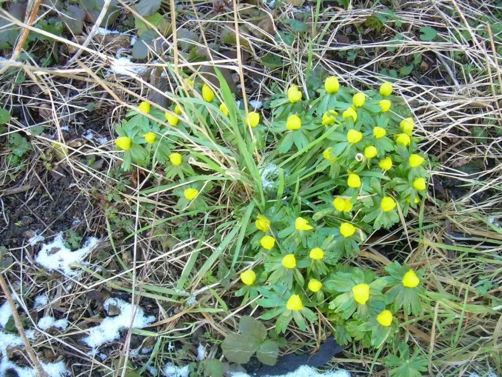 yellowflowers 1 - Signs of spring