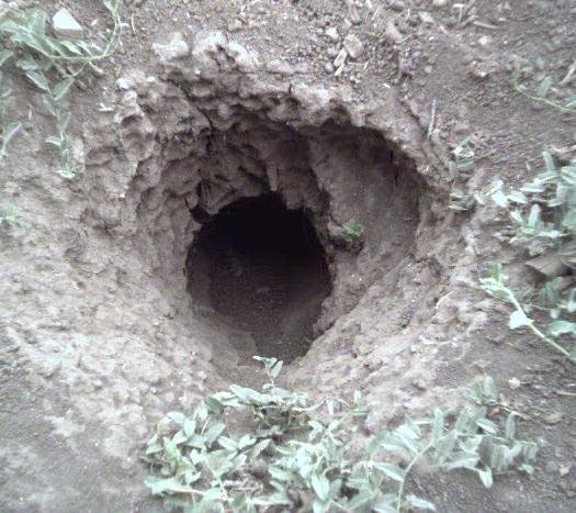 burrow20opening-1.jpg