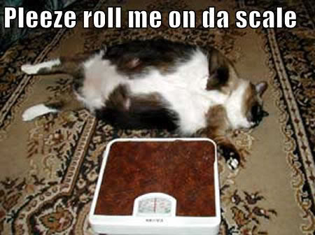 fatcatscale-1.jpg