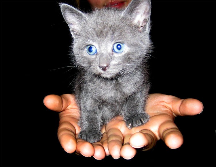gallerykitten18-1.jpg