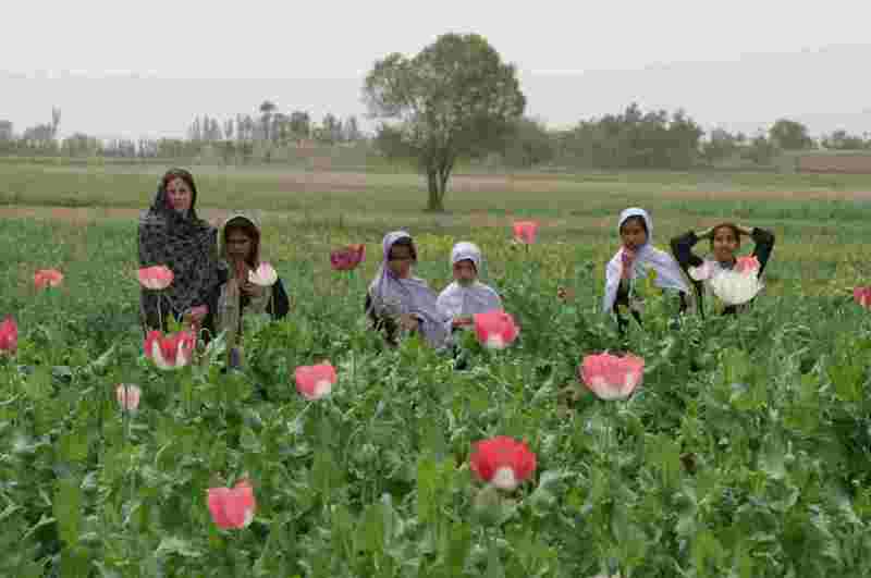 girls20in20opium20poppy20field1-1.jpg
