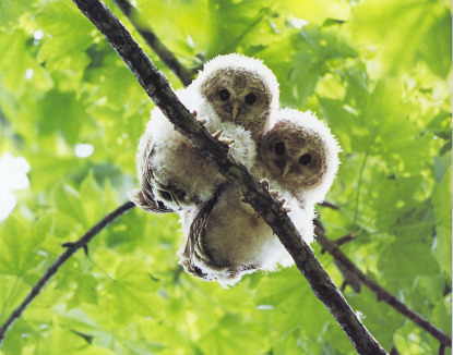 2owls-1.jpg