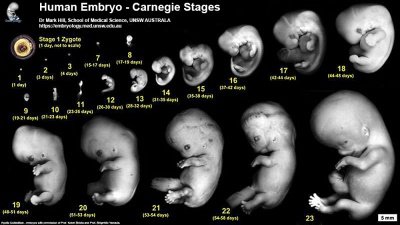 400pxHuman_Carnegie_stage_123-1.jpg