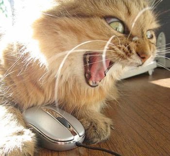 AngryCat-1.jpg