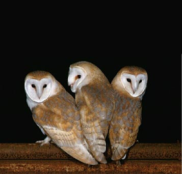 barnowls3 1 - Are these owls?