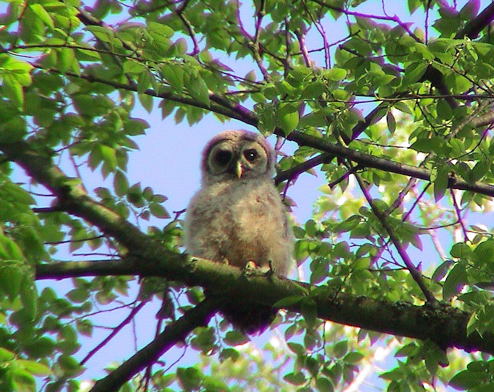 barred_owl_baby-1.jpg