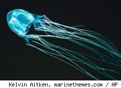 boxjellyfishattack240wy042810 1 - Girl Rewrites Medical History, Survives Deadliest Jellyfish Sting