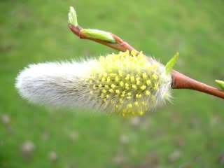 catkins 1 - Signs of spring