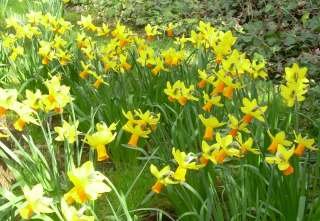 daffodils-1.jpg