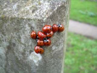 ladybirds2 1 - Signs of spring