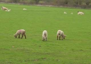 lambs2-1.jpg