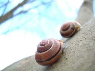 snails 1 - Signs of spring