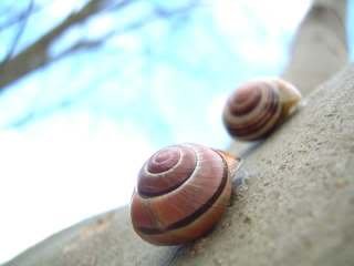 snails-1.jpg