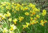 th daffodils 1 - Alhumdulillah