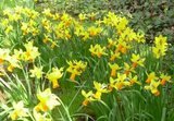 th_daffodils-1.jpg