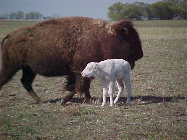 192WhiteBuffalo1-1.jpg