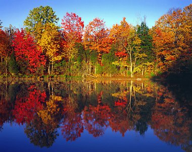 AutumnTreesNlakeL2-1.jpg