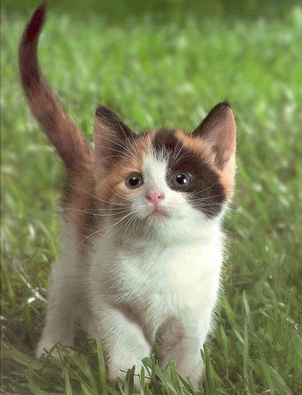 CUTE_KITTENS023JPG-1.jpg