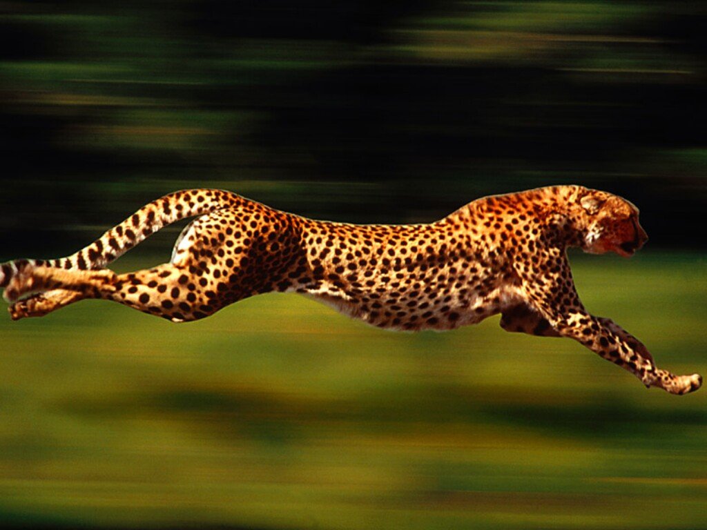 Cheetah-1.jpg