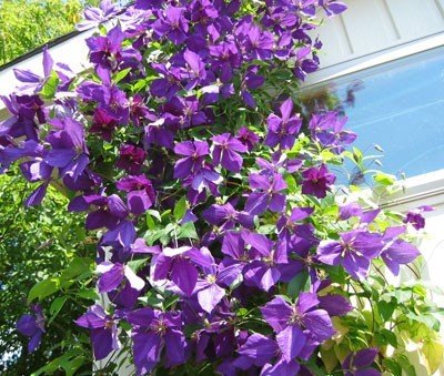 Clematis-1.jpg