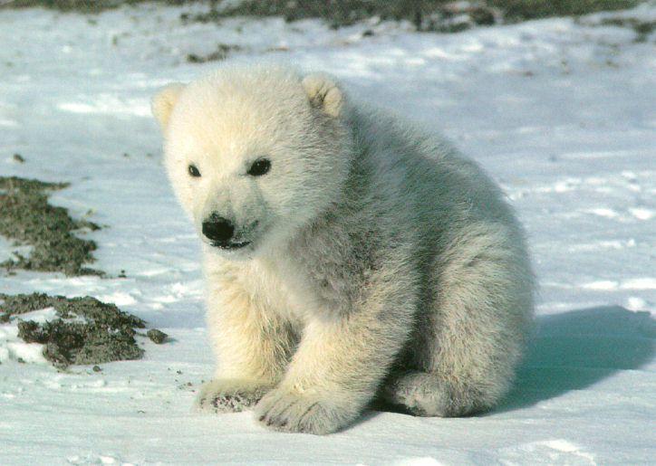 CutePolarBearCubSittingOnSnow-1.jpg