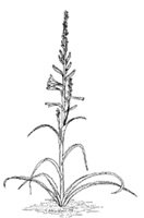 Desert_lily_ic__132x200JPG-1.jpg