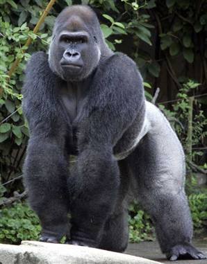 Gorilla-1.jpg