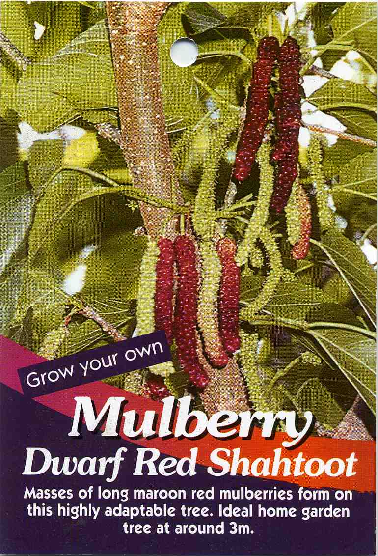 MulberryDwarfRedShahtoot-1.jpg