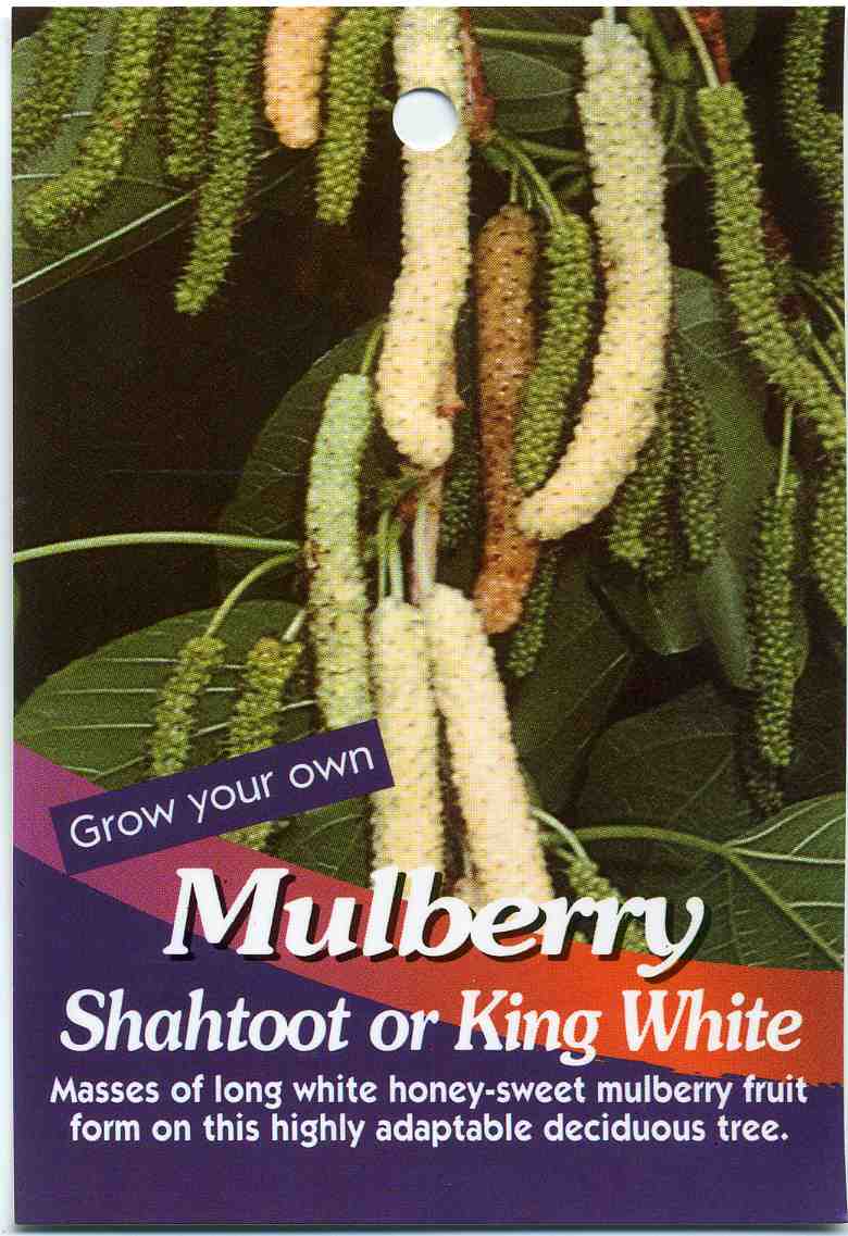 MulberryShahtootKingWhite-1.jpg