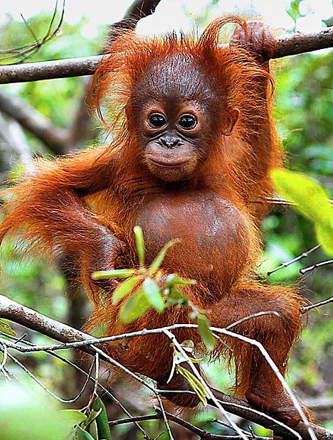 Orangutan2_468x619-1.jpg