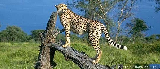 awfcheetahbig-1.jpg