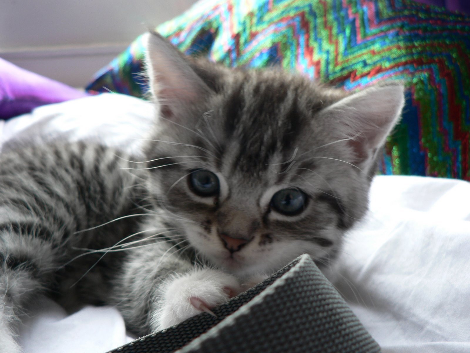 boykitten785789JPG-1.jpg