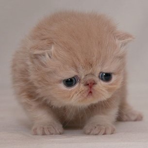 cute_cat04-1.jpg