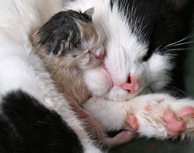 cutecats11-1.jpg