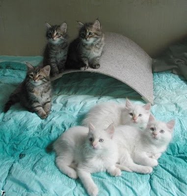 cutekittenpic39-1.jpg