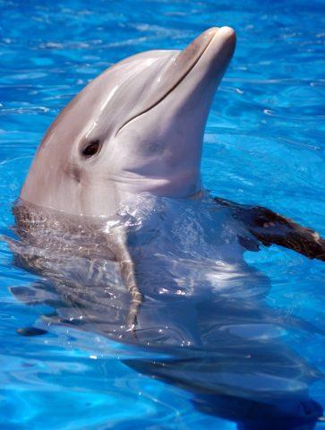 dolphin-1.jpg