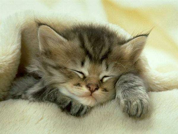 dreaming_kitten-1.jpg