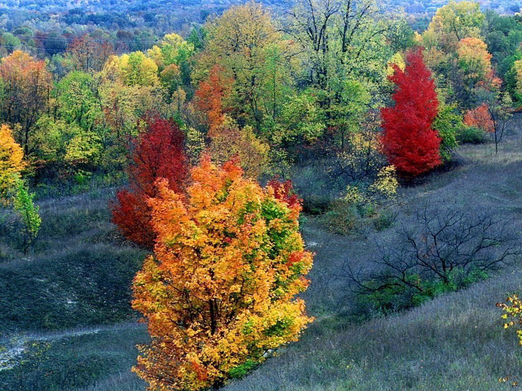 forests_024-1.jpg