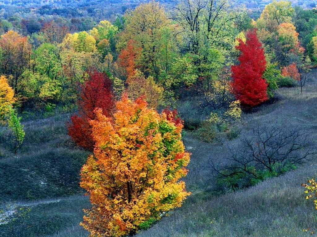 forests 024 1 - ~ Beauty of Nature so yeah~