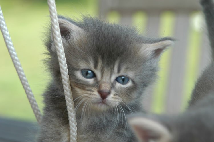 gallerykitten2-1.jpg