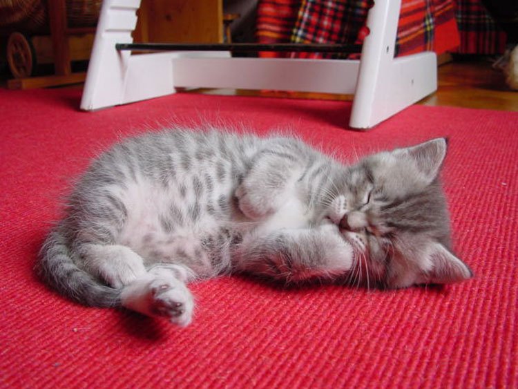 gallerykitten26-1.jpg