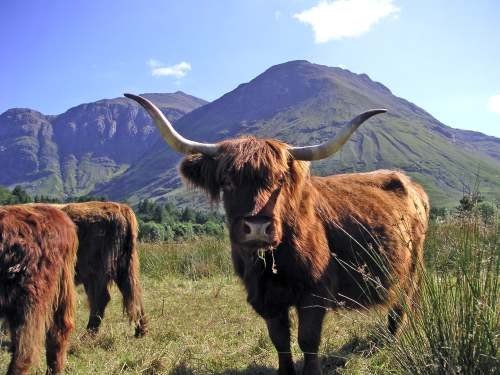 highlandcoo-1.jpg