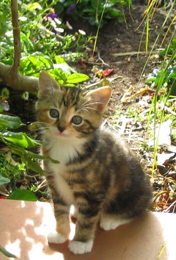 kittentabby-1.jpg