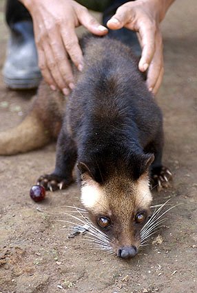 luwak 1 - Is Luwak Coffee halal or haram ?.