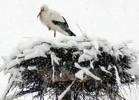 max_stork_220209_buergermeister-1.jpg